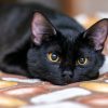 Binx’s Miracle: A Tale of Generosity and Healing